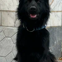 سگ ژرمن مشکی مو بلند