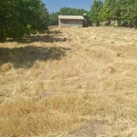 فروش علوفه باغی