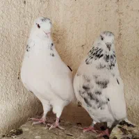 خال سبز ضمانت ساعت چشم قشنگ کشیده اصیل