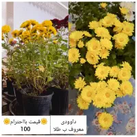 پخش گل به قیمت گلخانه|گل و گیاه طبیعی|اسلامشهر, شهرک قائمیه|دیوار