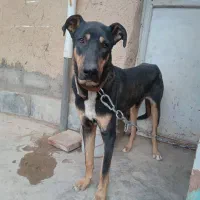 سگ نگهبان|سگ|گلپایگان, |دیوار