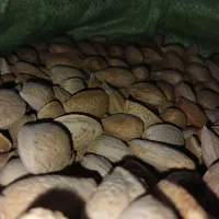 خشکبار زرشک عناب خاکشیرنیشابور|عمدهفروشی|مشهد, عیدگاه|دیوار