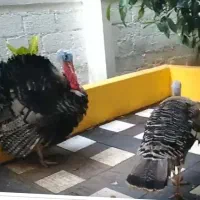 معاوضه بوقلمون نر باماده کسی مایل بود پیام بده