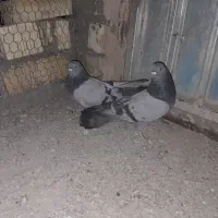 کبوتر اصفهانی