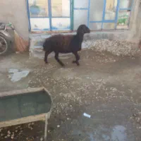 بره قوچ افشاری|حیوانات مزرعه|شیرین‌سو, |دیوار