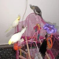 فروش تعدادی عروس هلندی|پرنده|فریدونکنار, |دیوار