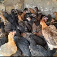 جوجه مرغ بومی قلم سبز سه ماهه|حیوانات مزرعه|برخوار, |دیوار