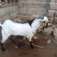 نرسومال|حیوانات مزرعه|بندرعباس, |دیوار