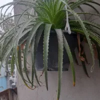 گل آگاوآناناسی|گل و گیاه طبیعی|ساری, |دیوار