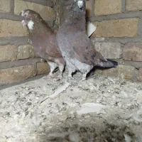 فروش کبوتر
