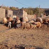 گوسفند‌داشتی