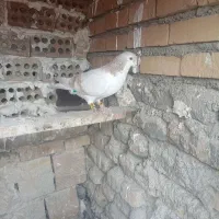کفتر ساده