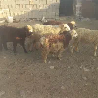 بره نرکهره نر بز چاق میش چاق