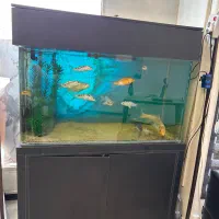 اکواریوم بزرگ کوی