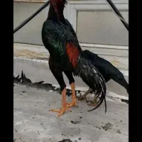 خروس برزیلی یا اوشامو میخوام