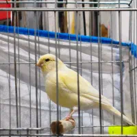 فروش قناری ماده