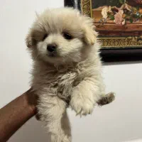 توله میکس پامر و اشپیتز