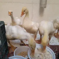 جوجه غاز