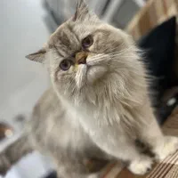 گربه نر هیمالین|گربه|شهریار, شهریار|دیوار