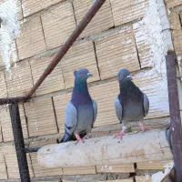 ۱۰ عدد کفتر پرشی|پرنده|مشکین‌دشت, |دیوار
