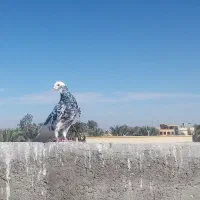 کبوتر
