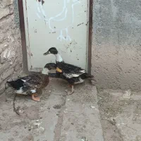 اردک بالغ ۲ عدد