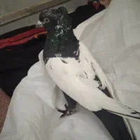 فروش یک عدد نر سینه دم سیاه