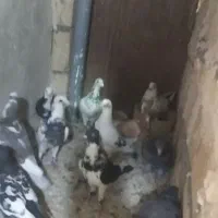 ۴۰یا۵۰تا کفتر بوم|پرنده|چناران, |دیوار