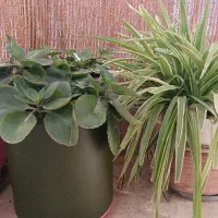 گل گندمی و کالانکوئه|گل و گیاه طبیعی|تهران, مرزداران|دیوار