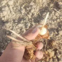 پیش فروش پیاز زعفران|خدمات باغبانی و درختکاری|گلبهار, بیزکی|دیوار