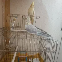 عروس هلندی دستی