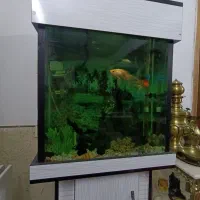 آکواریوم کمددار|ماهی|گرگان, |دیوار