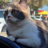 گربه ماده بریتیش آماده جفتگیری
