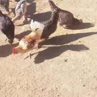 مرغ گلین اصل با خروس|حیوانات مزرعه|دشت ذهاب, |دیوار