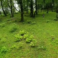 زمین-مسکونی-1200متر-خشکبیجار-کاسبی-مناسب-پلاک-بندی