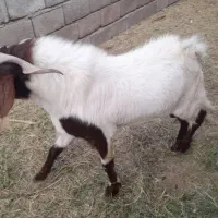 نری|حیوانات مزرعه|نرماشیر, |دیوار