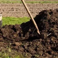 خواهان پهن گوسفند