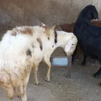 دوعدد‌قوچ‌ناب‌پلنگی‌وقره‌قزل‌وبزوبزغاله‌هلندی‌‌|حیوانات مزرعه|خزل, |دیوار