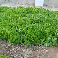 نشا کاهو|گل و گیاه طبیعی|دهدشت, |دیوار