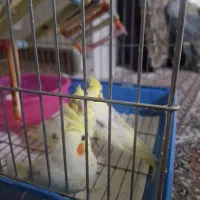 جوجه عروس هلندی