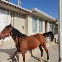 فروش یا معاوضه اسب مادیون دره‌شوری با نریونش