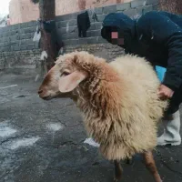 پخش گوسفند‌زنده جهت قربانی سبک و سنگین به شرط