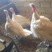 بوقلمون بیوتی|حیوانات مزرعه|اصفهان, تخت فولاد|دیوار