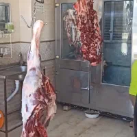 گوشت گوساله نر و گوسفند تازه|خوردنی و آشامیدنی|چهاربرج, |دیوار