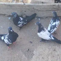 جوجه کبوتر سینه ای و دم سیاه|پرنده|میانه, |دیوار