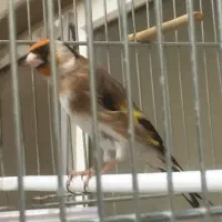 سهره دهن لر پاک خون واقعی