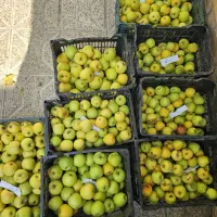 سیب ابدار و شیرین