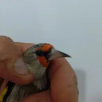 سهره کرمونی نر