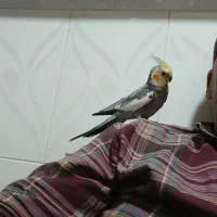 عروس هلندی هشت ماهه نر|پرنده|دوگنبدان, |دیوار