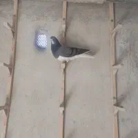 کفتر یا کبوتر|پرنده|شیراز, شهرک گلستان|دیوار